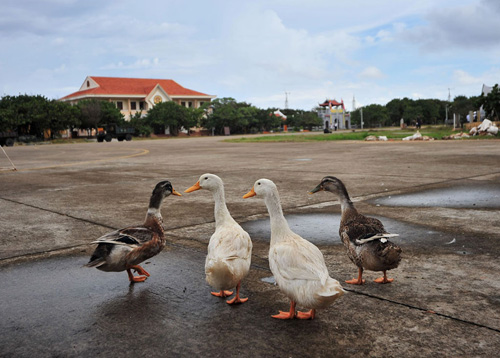 Vật nuôi trên đảo.