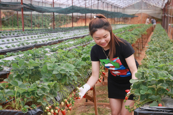 Vườn cà chua, dâu công nghệ cao trĩu quả ở Đà Lạt